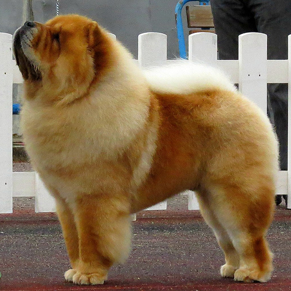 Side view of a Chow posing at a dog show