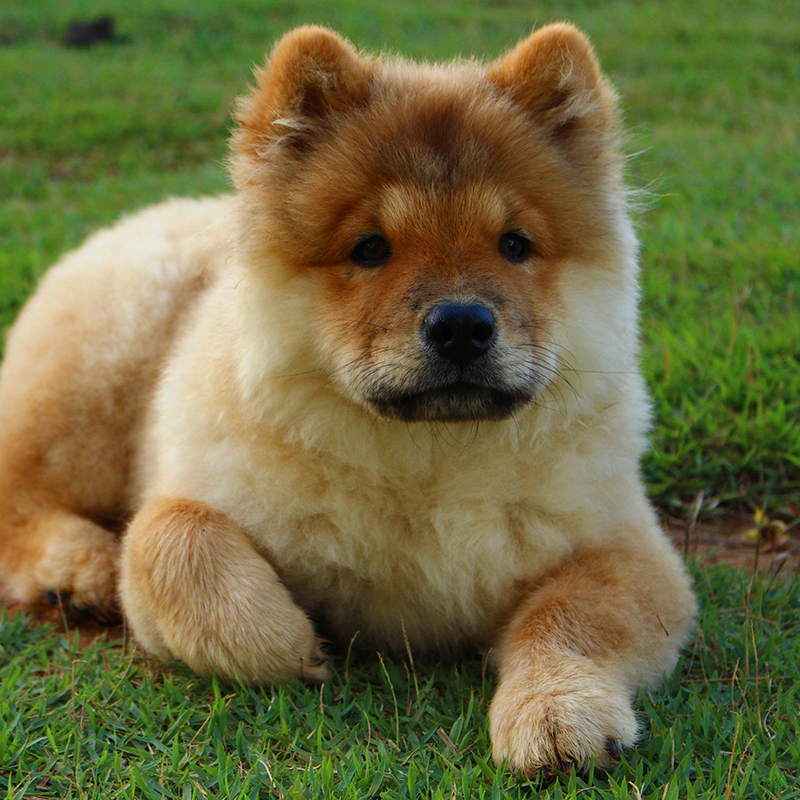 Chow chow puppy lying down on lawn