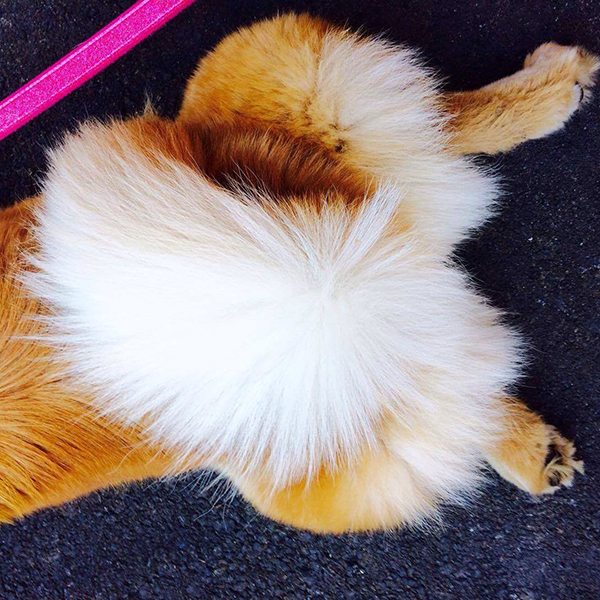 Close-up of a Chow lying down, with its tail curled over its back.