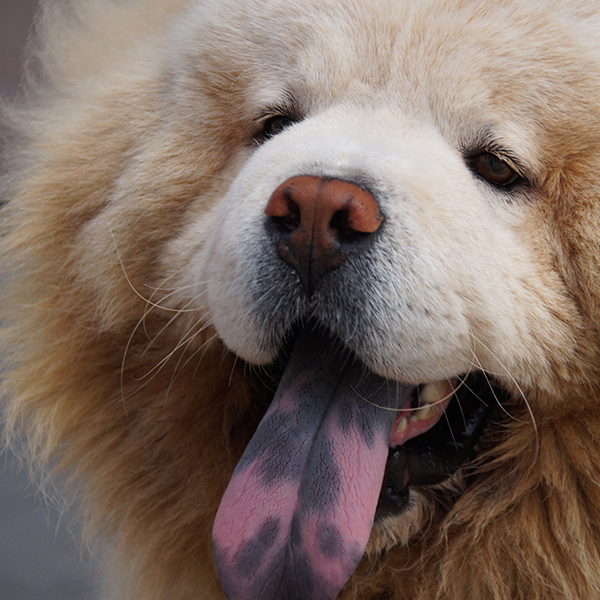 Close-up of a chow showing its purple and pink splotched tongue